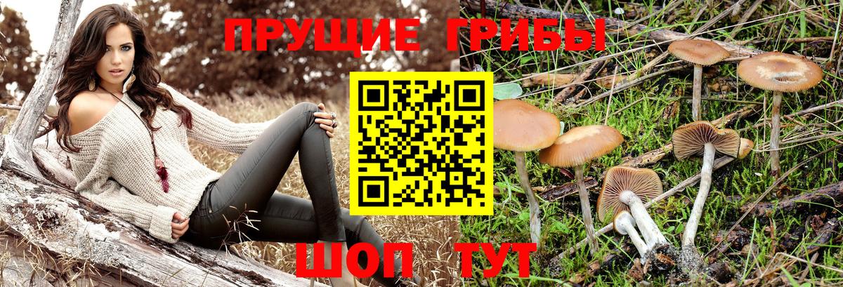 Псилоцибиновые грибы Cubensis  Вход с VPN  Кимовск 